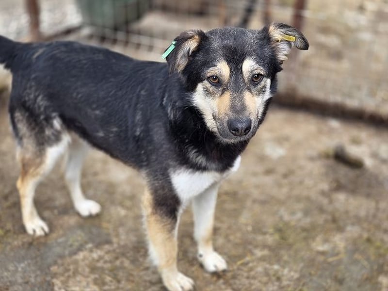 ♥MARLEY♥ süßer, anhänglicher, lieber Junghund voller Vertrauen 49 cm
