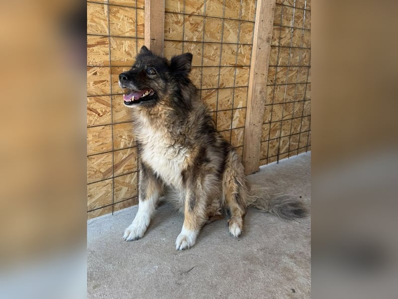 ♥LEO♥ ab 29. Aug auf Pflegestelle bei Köln-wunderschöner, lieber,ruhiger, aufgeschlossener Rüde 49cm