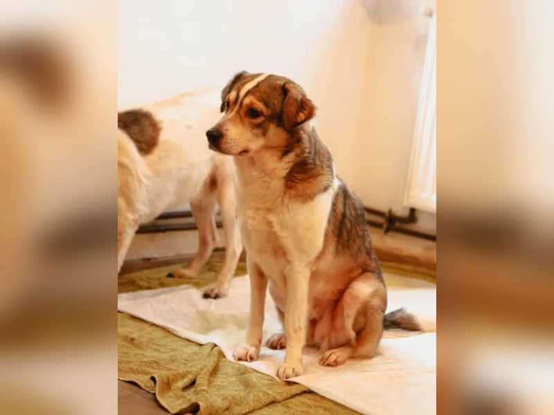 ⭐️TIMENTES⭐️, vorsichtige Hündin, 7 Jahre, 48 cm, Mischling, Tierschutz Rumänien