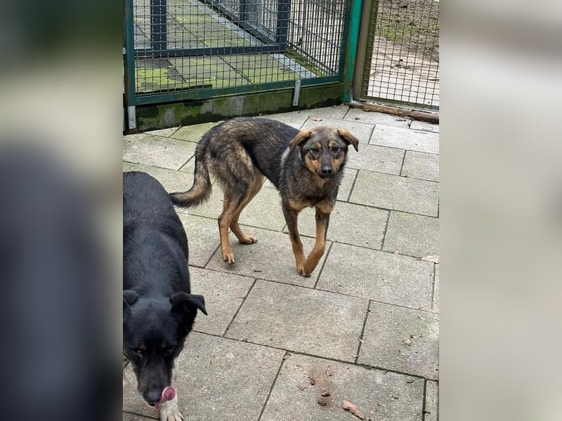 ♥FEE♥ auf Pflegestelle bei Köln - hübsche, ruhige, eher zurückhaltende, unkomplizierte Juniorin 49cm