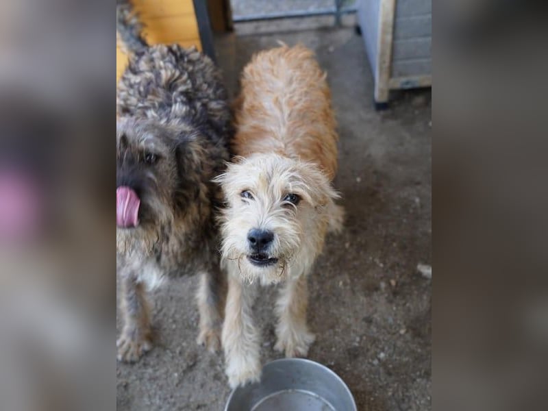 ⭐️GIMPO⭐️, lustiges Hundekind, Rüde, 11 Monate, 40 cm, Mischling, Tierschutz Rumänien