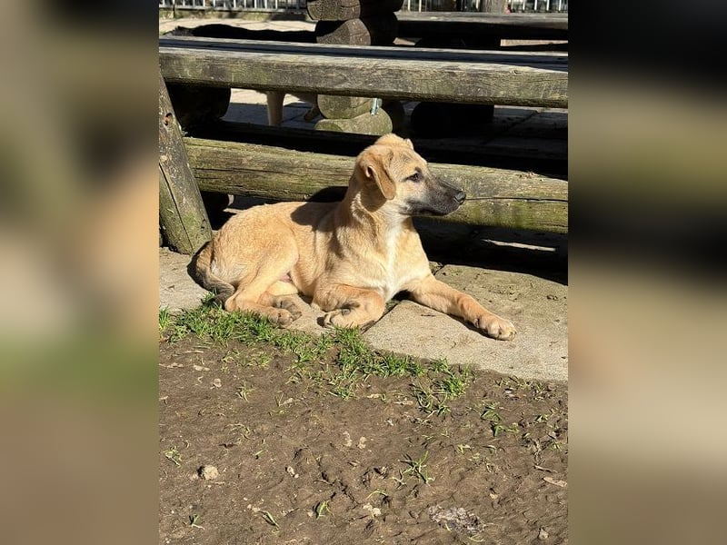 ♥DIDI♥ auf Pflegestelle bei Köln - bezaubernder, verspielter Welpenjunge 44cm - wird mittelgroß