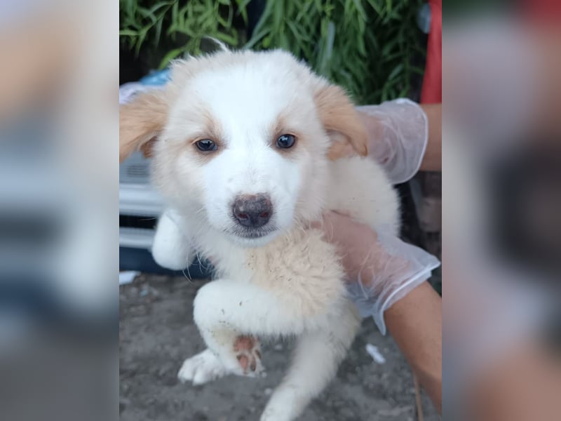 ⭐️Buma⭐️, Zuckerstück, Welpe, Hündin, 5 Monate, 23 cm (im Wachstum), Mischling, Tierschutz Rumänien