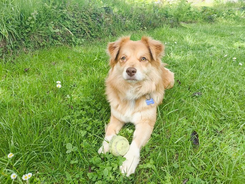 ♥BENNY♥ auf Pflegestelle bei Köln - süßer, ganz menschenbezogener Rüde 42cm