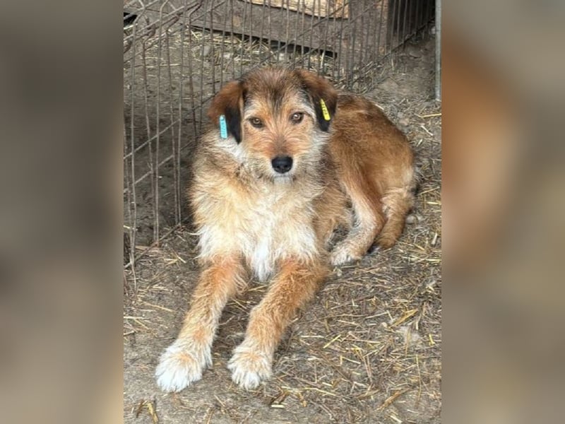 ♥SOUL♥ niedliche, anfangs noch vorsichtige Hündin mit dem zauberhaft getigerten Struppifell 47 cm