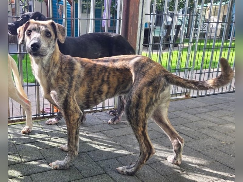 ♥NICKY♥ neu auf Pflegestelle bei Köln - hübsche, verschmuste, viel zu dünne Juniorin 45 cm
