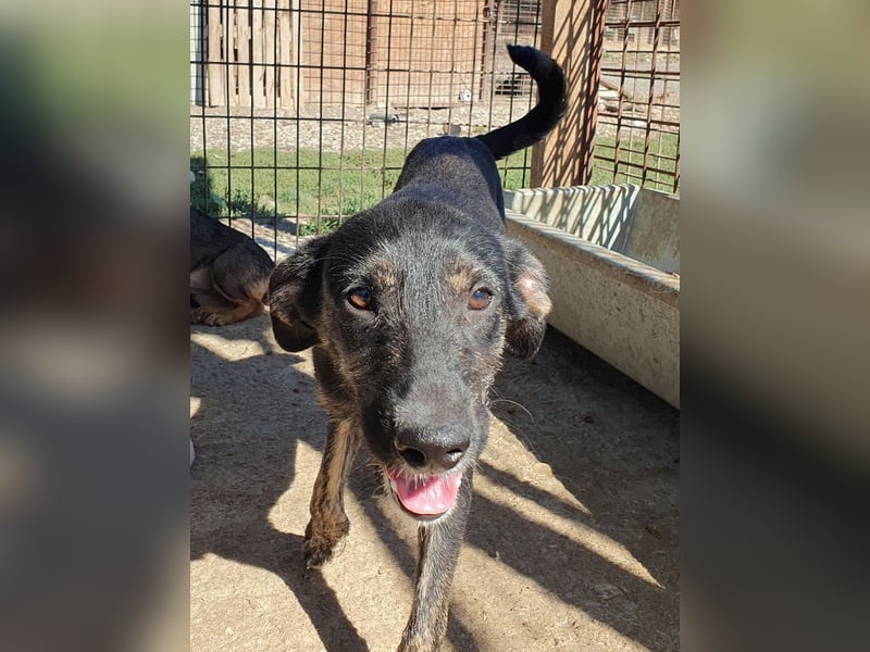 ♥GINGER♥ verspielte, sportliche, leider zu dünne, tolle Juniorin voller Lebenslust 49 cm (wachsend)