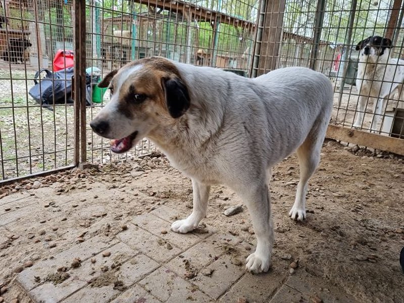 ♥MONTANA♥ süße, unkomplizierte, liebe, ruhige Hündin, die schon 2 Jahre im Tierheim wartet 49 cm