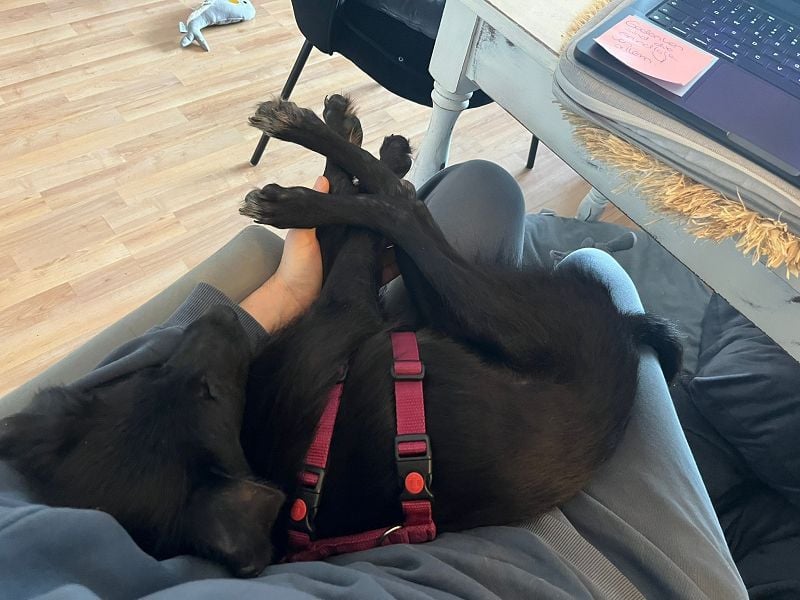 ♥CHICO♥ auf Pflegestelle in Köln - zuckersüßer, verschmuster, sanfter Junior 49 cm