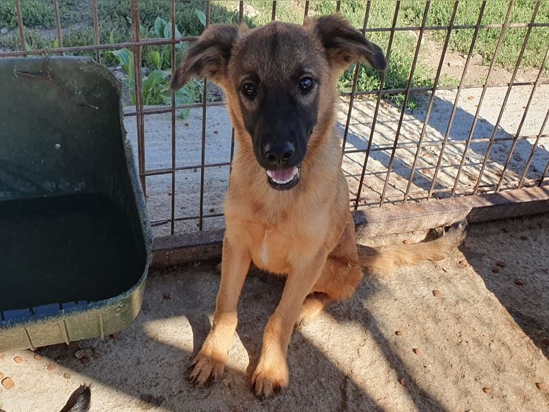 ♥PEBBELS♥ so menschenbezogene, verschmuste,verspielte Juniorin-ein echter Sonnenschein 40cm(wachsend