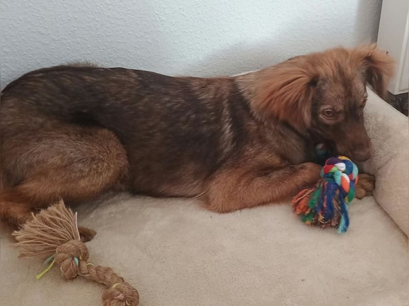 ♥BRUNJA♥ verliert ihr Zuhause bei Köln - ganz menschenbezogene, aktive Junghündin 45cm