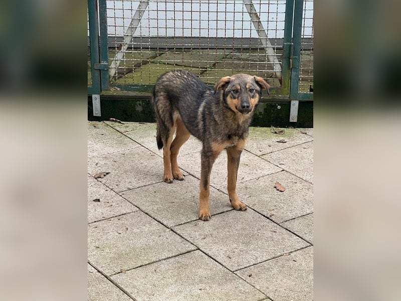 ♥FEE♥ auf Pflegestelle bei Köln - hübsche, ruhige, eher zurückhaltende, unkomplizierte Juniorin 49cm