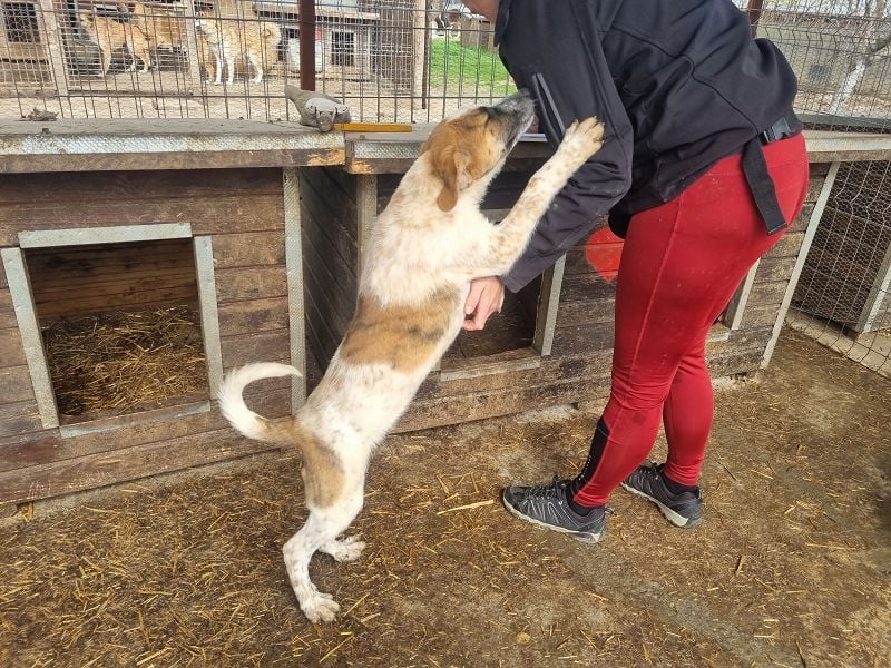 ♥MIRCO♥ wunderschöner tricolor-farbener, aufgeschlossener, verspielter Junior 43 cm (wachsend)