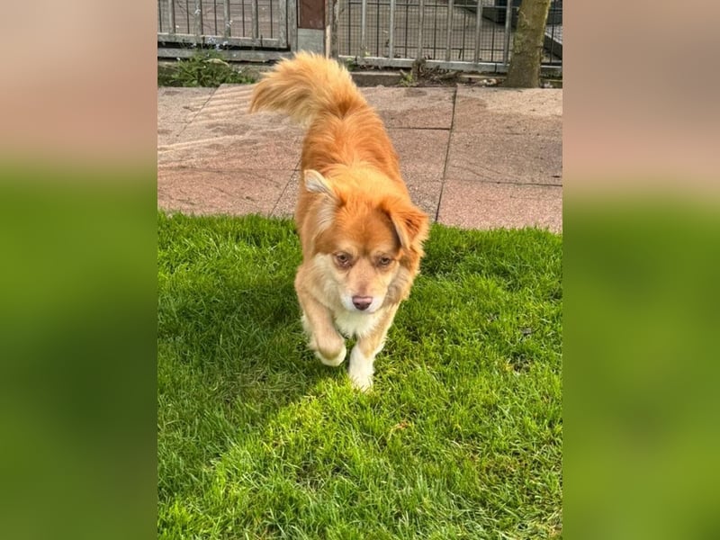 ♥BENNY♥ auf Pflegestelle bei Köln - süßer, ganz menschenbezogener Rüde 42cm
