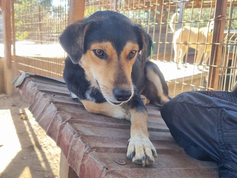 ♥RIBANA♥ süße, quirlige Hündin, die traumhaft im Umgang mit Menschen ist 50 cm