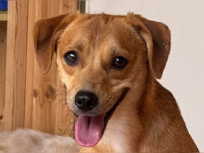 ♥PUMUCKL♥ auf Pflegestelle in Köln - zuckersüßer, kluger, sensibler "Männer"-Hund 41 cm