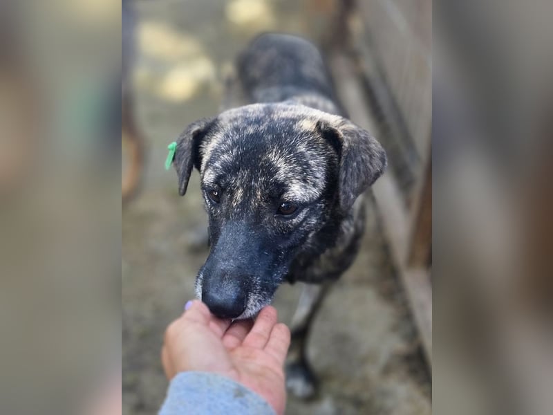 ♥MABLE♥ wunderschöne braun gestromte, ganz liebe, anfangs noch etwas vorsichtige Junghündin 47 cm