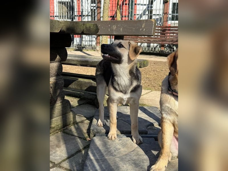 ♥DINA♥ auf Pflegestelle bei Köln-hübsches, liebes, verspieltes Welpenmädchen 42cm