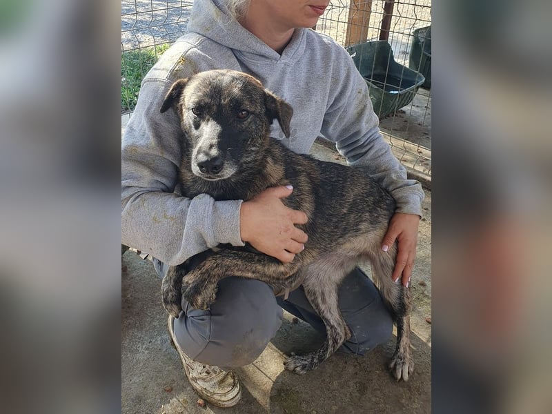 ♥MABLE♥ wunderschöne braun gestromte, ganz liebe, anfangs noch etwas vorsichtige Junghündin 47 cm