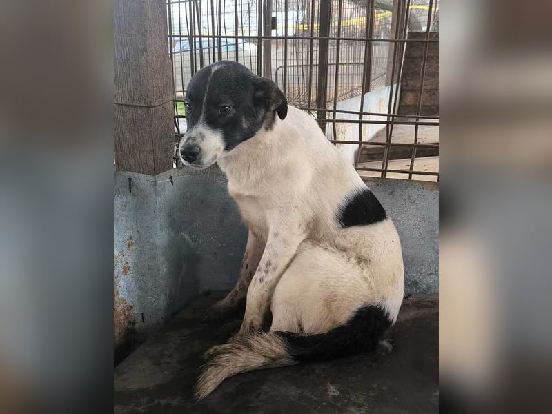 ♥BRAN♥ wunderschöner, ganz lieber, anfangs noch zurückhaltender Junghund 48 cm