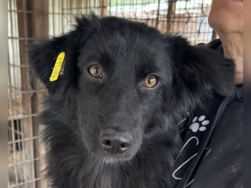 ♥LEA♥ neu auf Pflegestelle in Köln-süße, verschmuste Juniorin mit tiefschwarzem, langen Fell 49cm