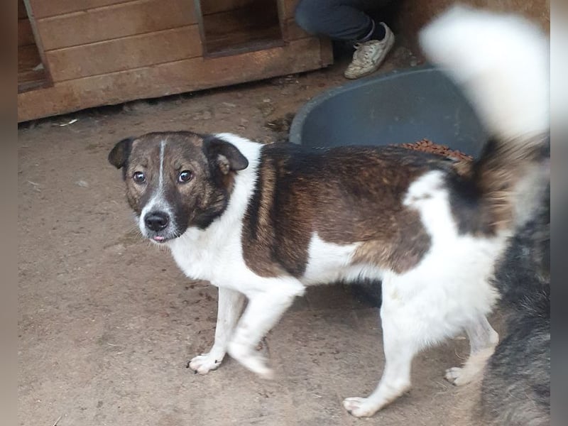 ♥LUCA♥ wunderschöner, total verschmuster, sehr menschenbezogener, sportlicher Junior 42 cm