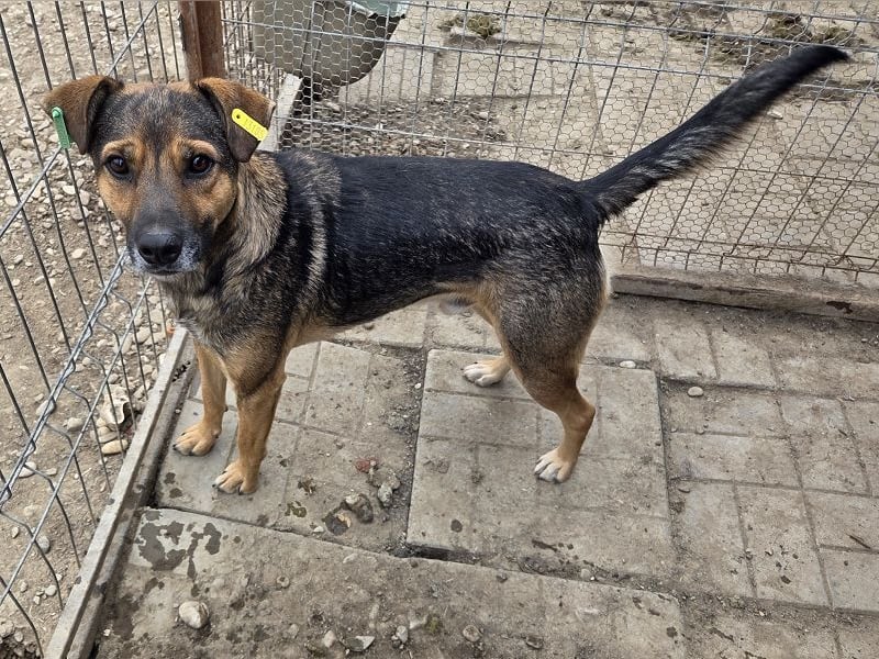♥BEN♥ Traumhund mit wundervollem Charakter, der auf seine Menschen wartet 49 cm