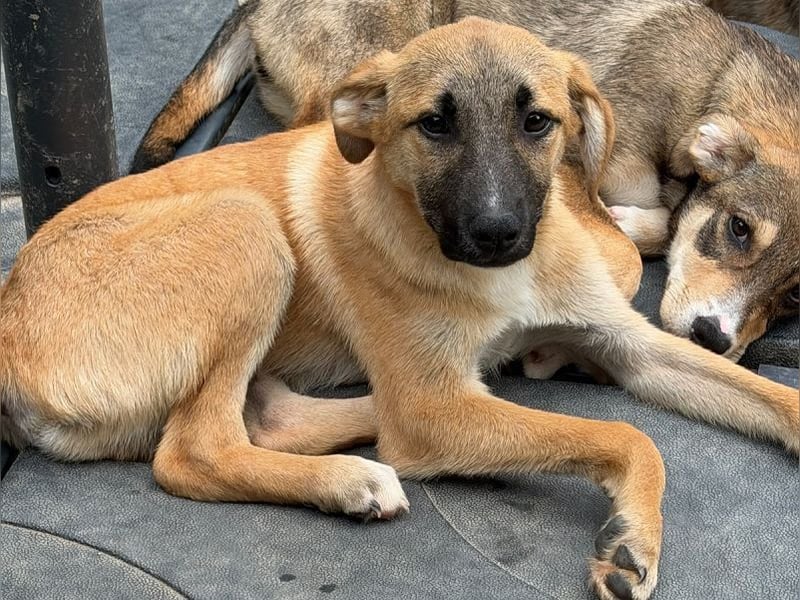 ♥HAGRID♥ neu auf Pflegestelle bei Köln - wunderschöner, verspielter Welpe 45 cm (wachsend)
