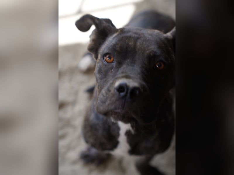 ⭐️Alba⭐️,  Knutschkugel, Cane-Corso-Mix, 49 cm, 1 Jahr, Tierschutz Rumänien