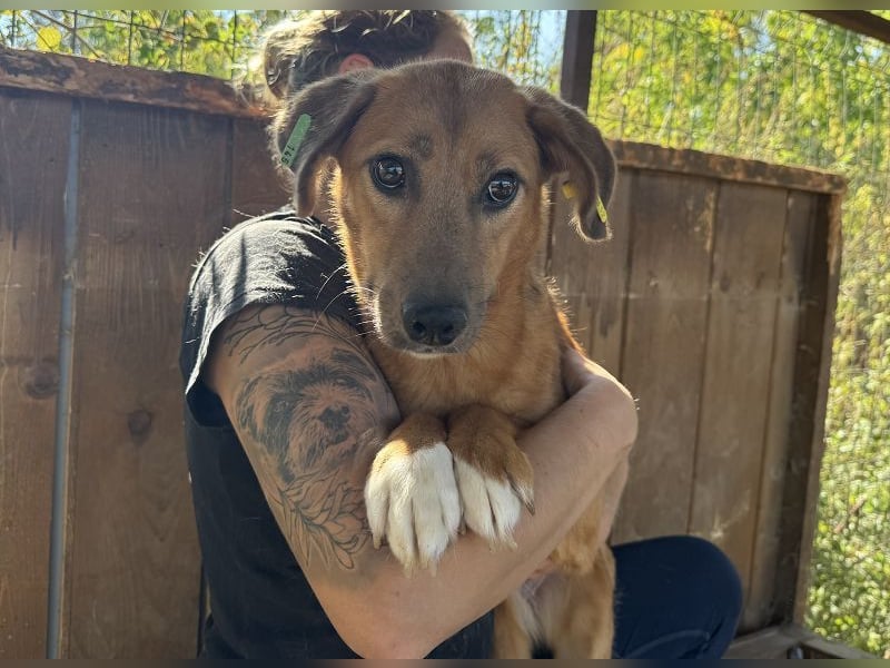 ♥BECKY♥ zuckersüße, hübsche, noch vorsichtige Junghündin 45 cm