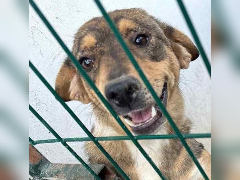 ⭐FARAH⭐, gute gelaunte Hündin, 1,5 Jahre, 50 cm, Mischling, Tierschutz Rumänien