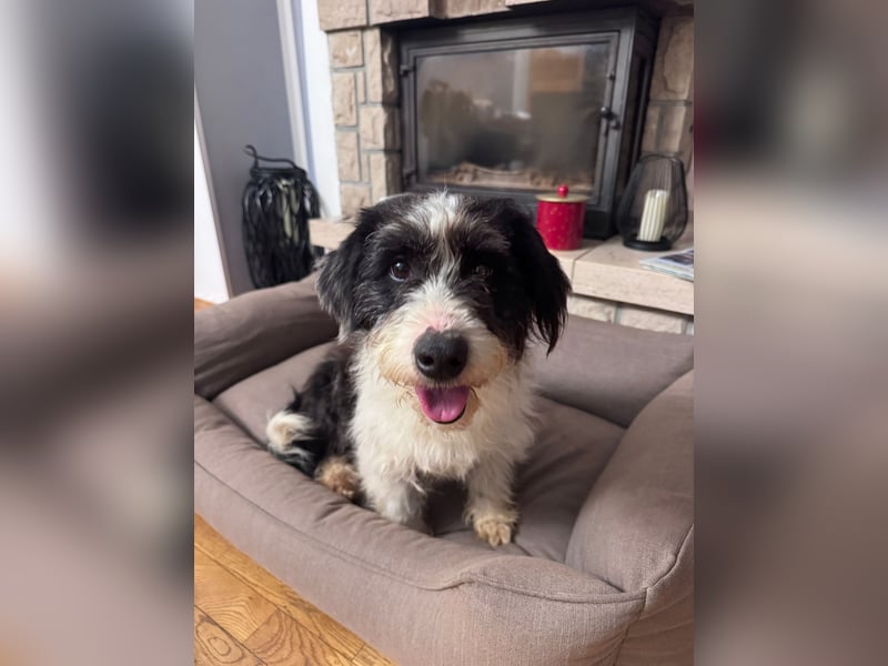 ♥OLE♥ neu auf Pflegestelle bei Köln - süßer, unkomplizierter, lieber Rüde mit tollem Charakter 45cm