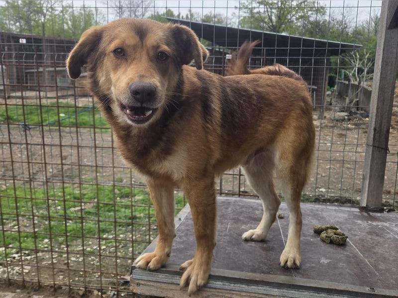 ♥CODY♥ bildhübscher, ganz verschmuster und lieber Rüde, der so die Nähe von Menschen sucht 48cm
