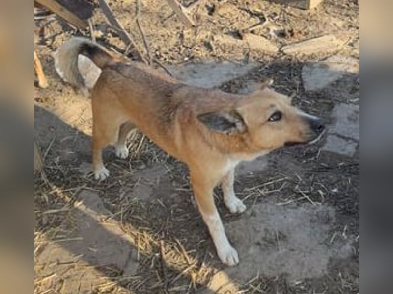 ⭐️Kimba⭐️, vorwitzige Hündin, 3,5 Jahre, 45 cm, Mischling, Tierschutz Rumänien