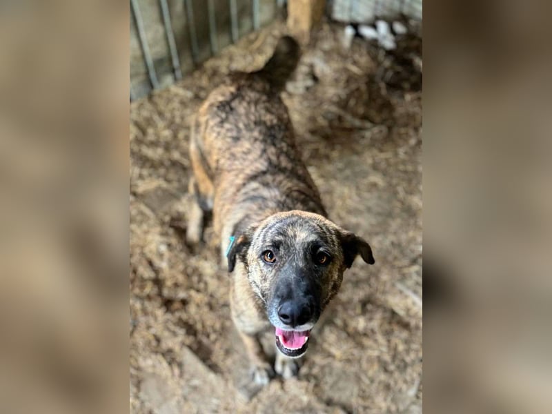 ♥JOELINA♥ super liebe, verschmuste hübsche gestromte Hündin 49 cm