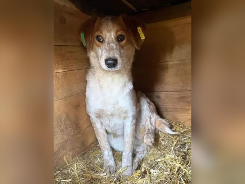 ♥LUZ♥ süße, noch zurückhaltende Junghündin mit wunderschöner Fellzeichnung 45 cm