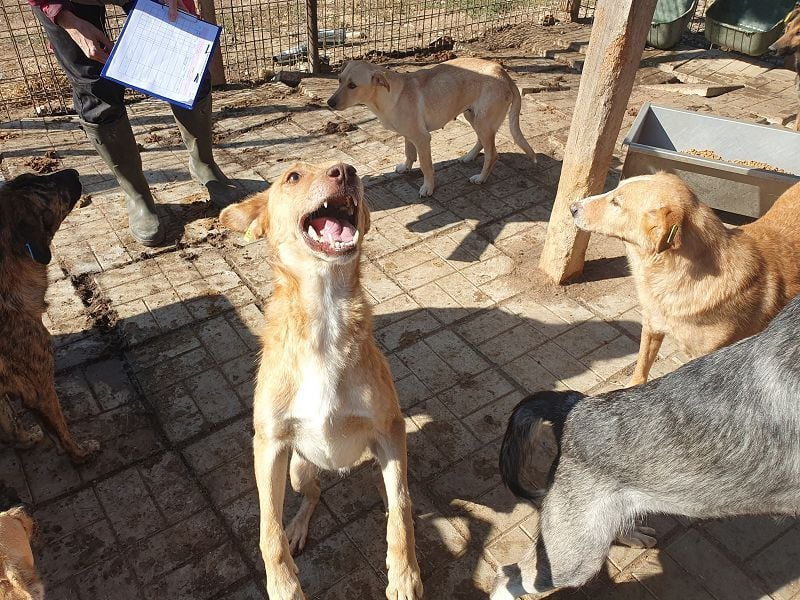 ♥SANTOS♥ anhänglicher, fröhlicher, aktiver, ganz toller Rüde 44 cm