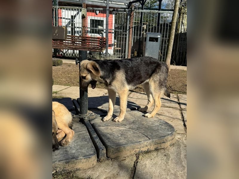 ♥DINA♥ auf Pflegestelle bei Köln-hübsches, liebes, verspieltes Welpenmädchen 42cm