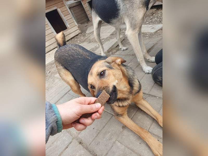 ♥MALAIKA♥ wunderschöne, fröhliche, aktive Hündin mit ganz viel Charme 50 cm