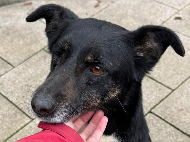 ♥MIMI♥ neu auf Pflegestelle bei Köln - sehr liebe, sanfte, ruhige und verschmuste Hündin 49 cm