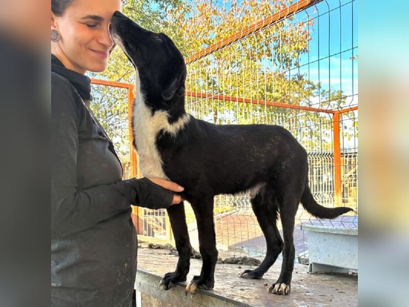 ♥MIRU♥ bezaubernder, lieber, zutraulicher, fröhlicher Jungrüde, der alles richtig machen möchte 47cm