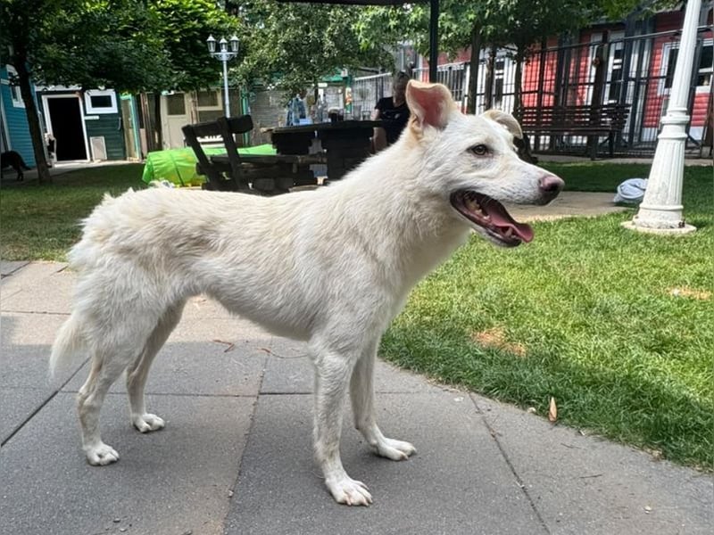 ♥BLANCO♥ auf Pflegestelle bei Köln - sportlicher, zarter, ganz lieber und sensibler Rüde 48cm
