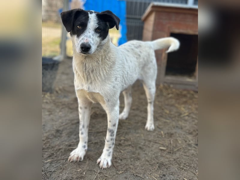 ⭐️SNOW⭐️, Herzensbrecher, Rüde, 1,5 Jahre, 50cm, Mischling, Tierschutz Rumänien