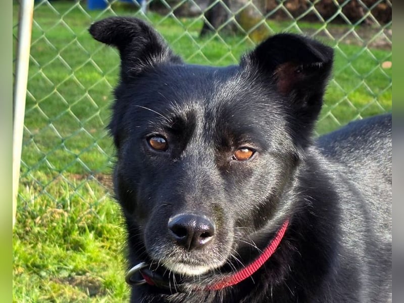 ♥KINDRA♥ neu auf Pflegestelle bei Köln - süße, verschmuste und unkomplizierte Hündin 50 cm