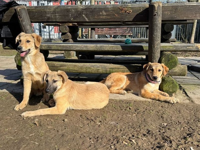 ♥DIDI♥ auf Pflegestelle bei Köln - bezaubernder, verspielter Welpenjunge 44cm - wird mittelgroß