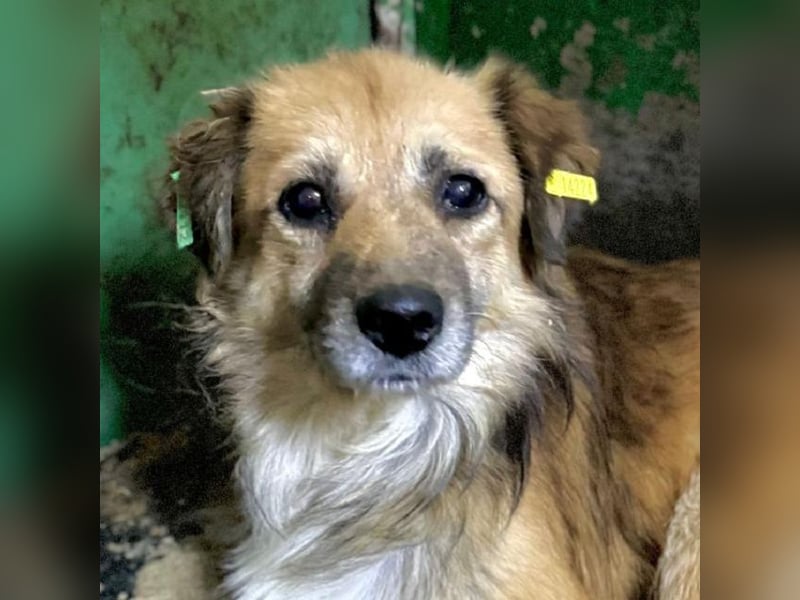 ♥DIDRIK♥ wunderbarer, ruhiger, geduldiger Rüde,der neu im Tierheim und wahrscheinlich blind ist 42cm