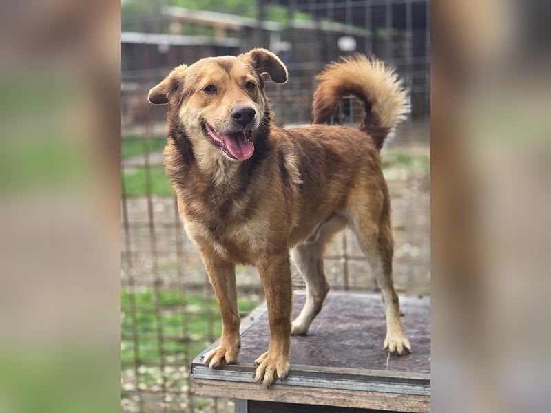 ♥CODY♥ bildhübscher, ganz verschmuster und lieber Rüde, der so die Nähe von Menschen sucht 48cm