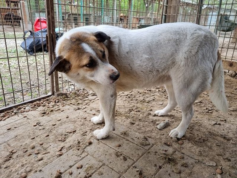 ♥MONTANA♥ süße, unkomplizierte, liebe, ruhige Hündin, die schon 2 Jahre im Tierheim wartet 49 cm