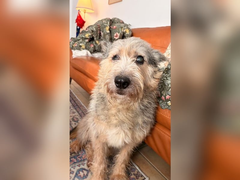 ♥LENI♥ auf Pflegestelle bei Düsseldorf - sehr sanfte, zarte, anhängliche Hündin 48 m