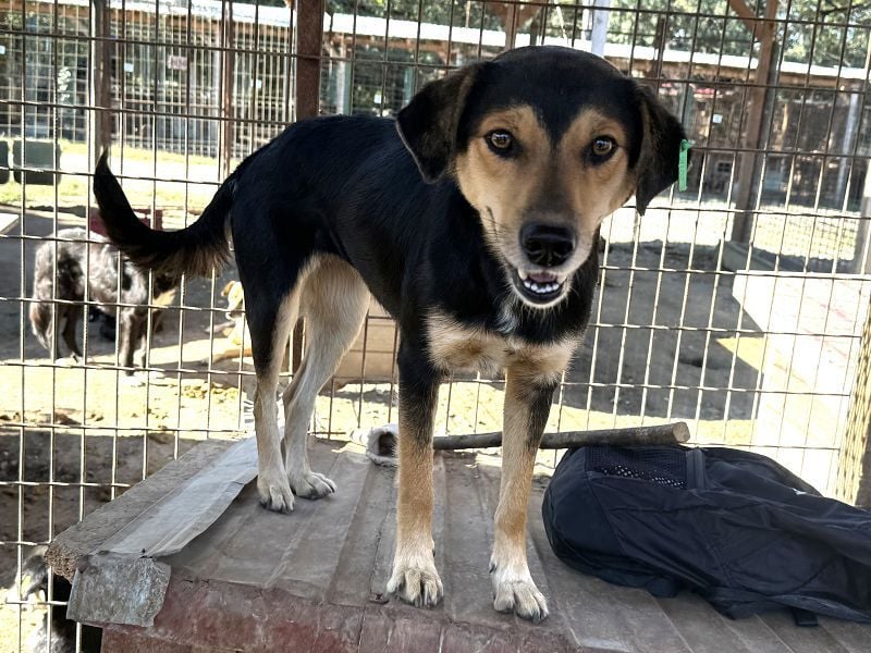 ♥RIBANA♥ süße, quirlige Hündin, die traumhaft im Umgang mit Menschen ist 50 cm